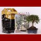 Stromček bonsai