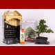 Stromček bonsai