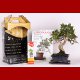 Stromček bonsai