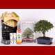 Stromček bonsai
