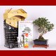 Stromček bonsai