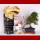 Stromček bonsai