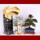 Stromček bonsai