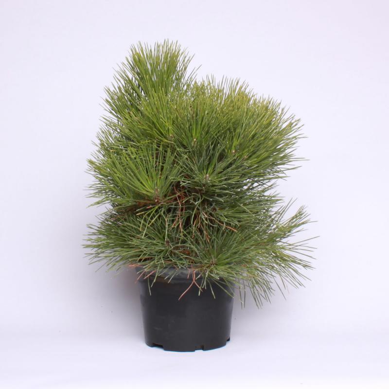 Borovica Thunbergova (Pinus thunbergii)