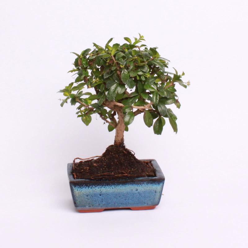 Čaj Fuki (Carmona microphylla) bonsaj.sk