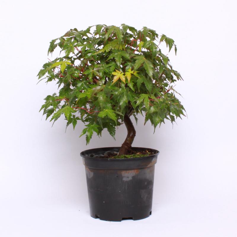 Javor dlaňolistý strihanolistý (Acer palmatum deshojo)