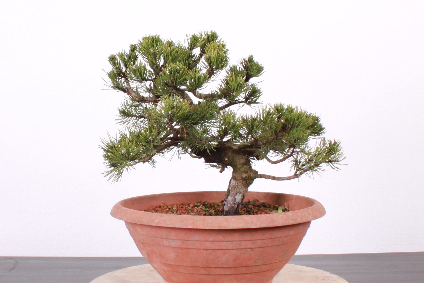 Pinus pred tvarovaním