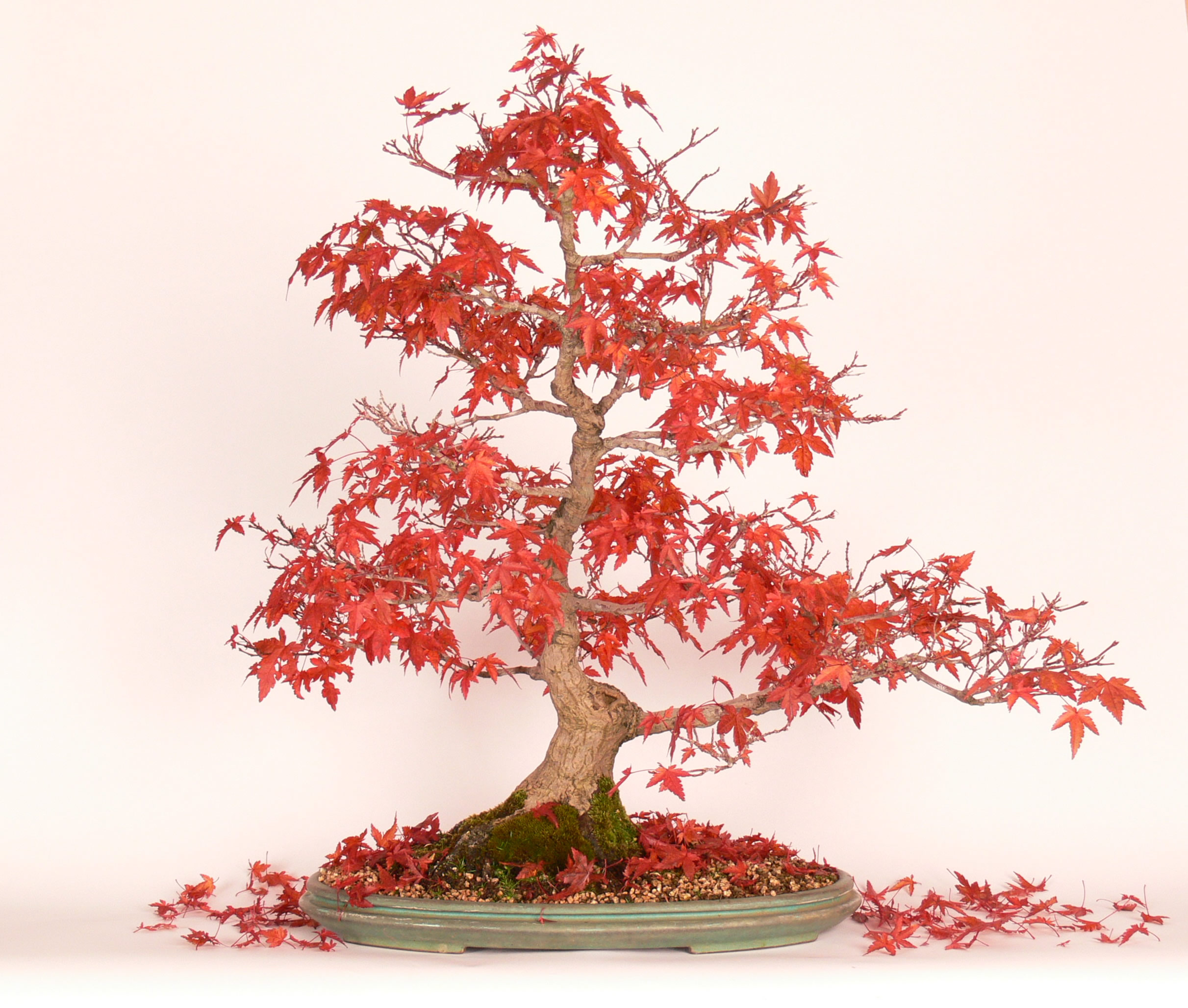 Krásne sfarbené lístie Javora dlaňovitolistého (Acer palmatum)