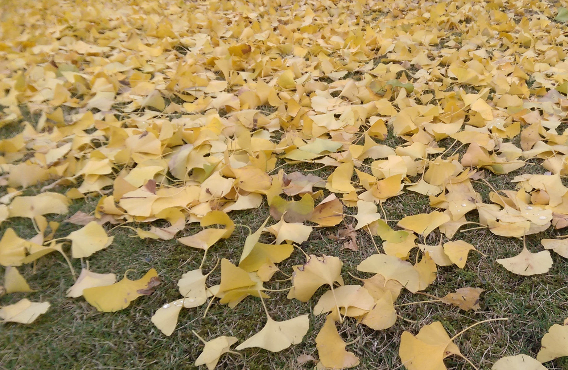 Gonko dvojlaločné (Ginko biloba)