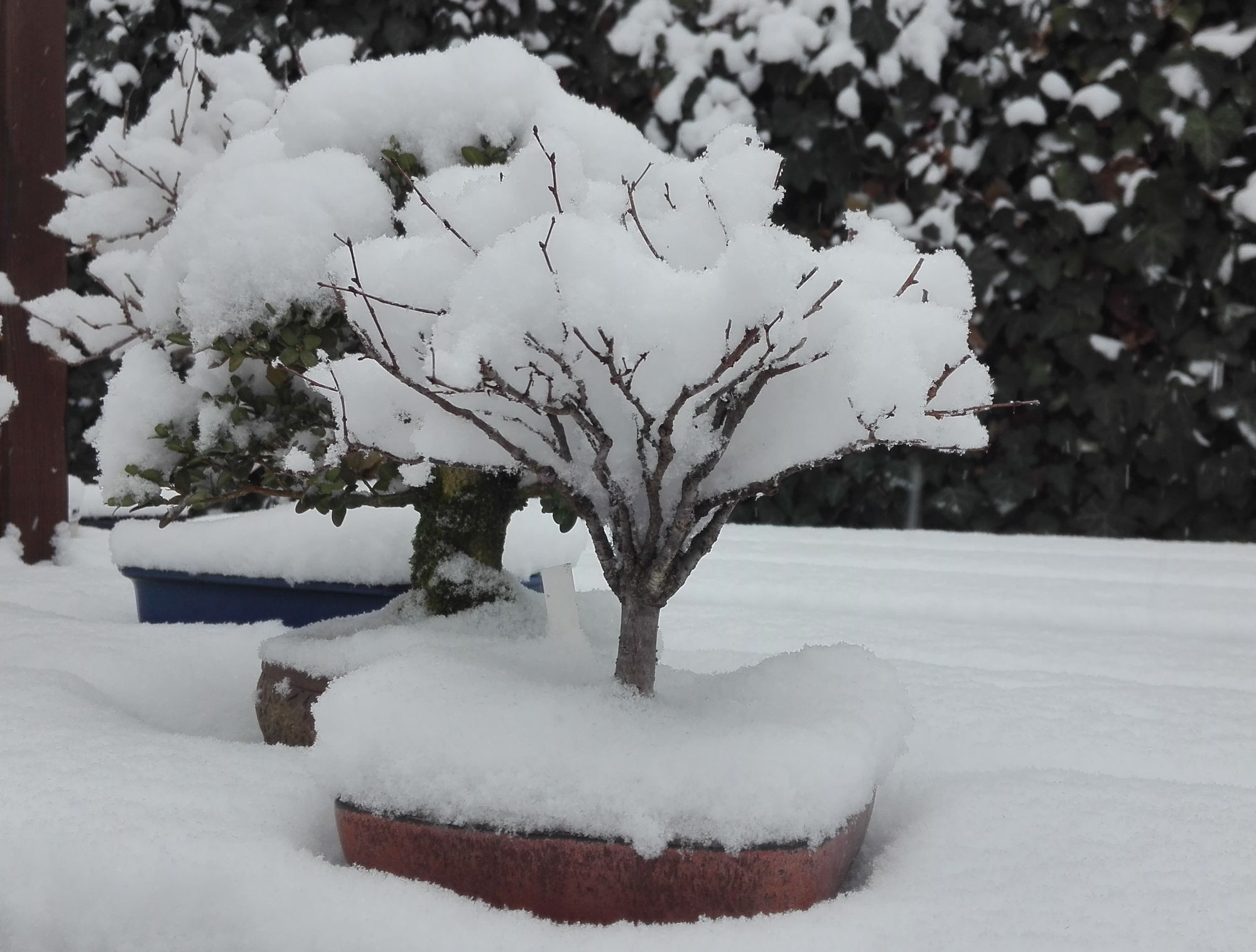 Zelkova pod snehovou prikrývkou