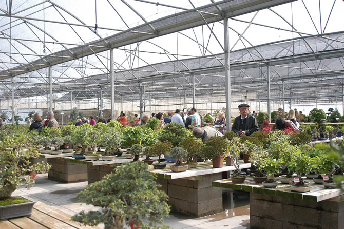 Dni asociácií je jedným z najväčších bonsajových podujatí v Európe