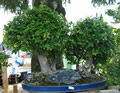 Stromček bonsai
