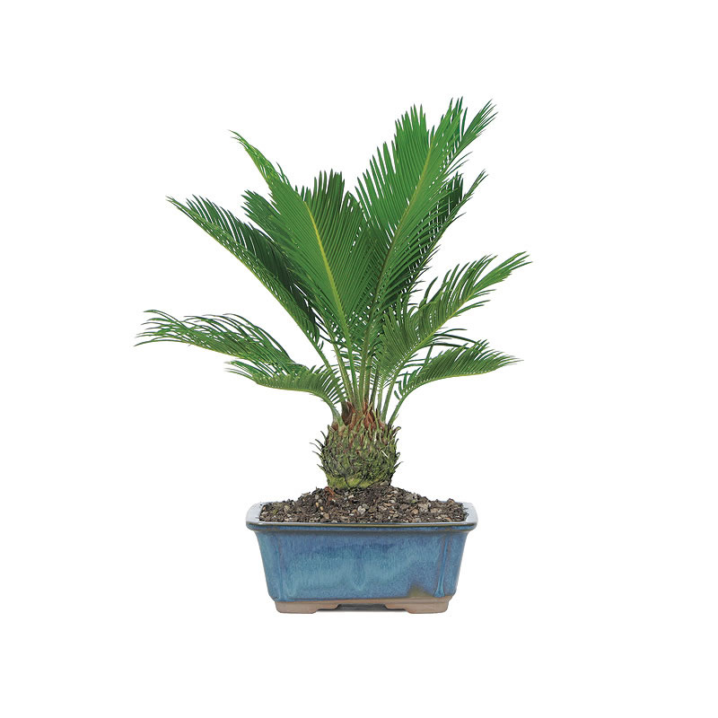 Cykas japonský (Cycas revoluta)