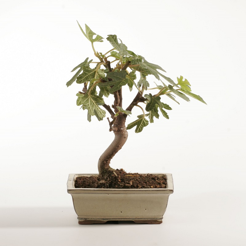 Figovník obyčajný (Ficus carica)