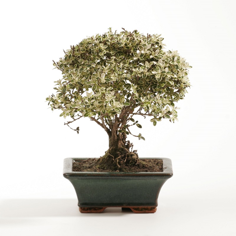 Serissa smradľavá (Serissa foetida variegata)