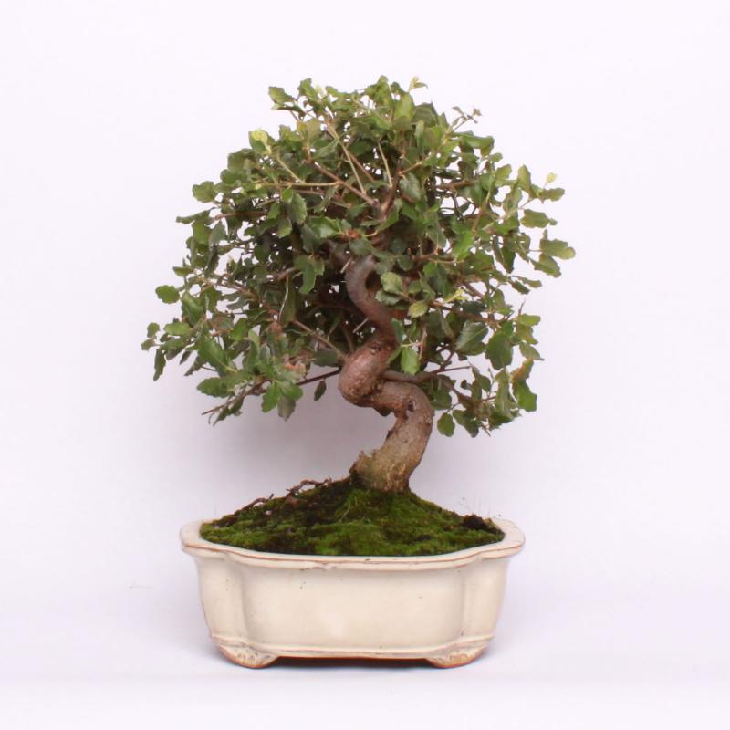 Dub korkový (Quercus suber)