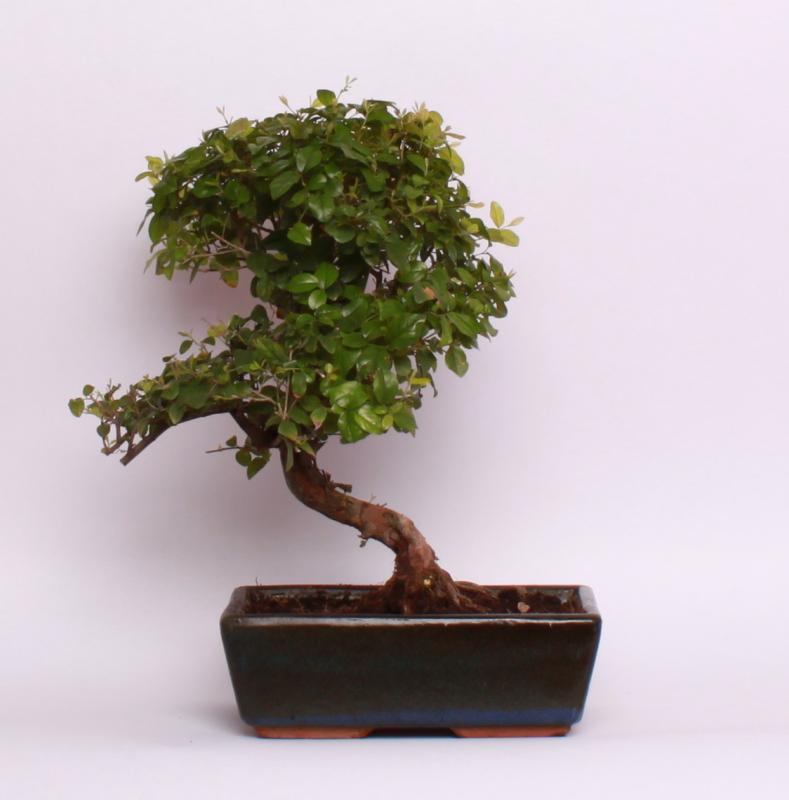 Sagerecia (Sageretia theezans)