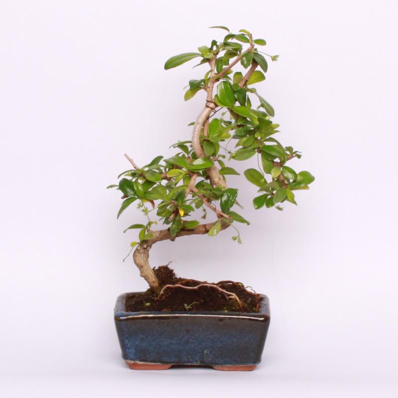 Čaj Fuki  (Carmona microphylla)