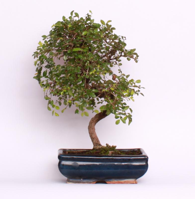 Zelkova ostrolistá (Zelkova serrata)