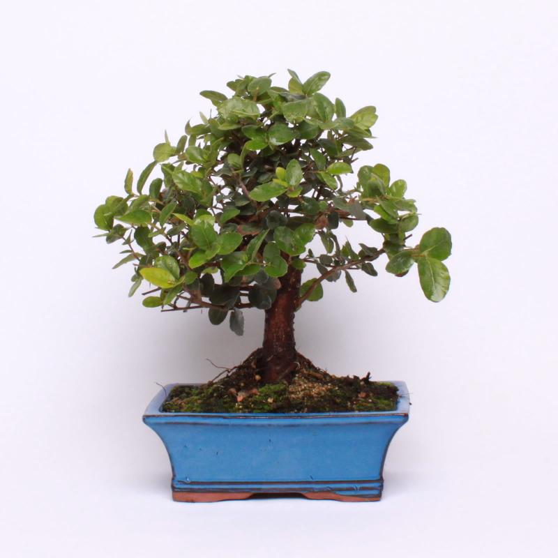 Dub korkový (Quercus suber)