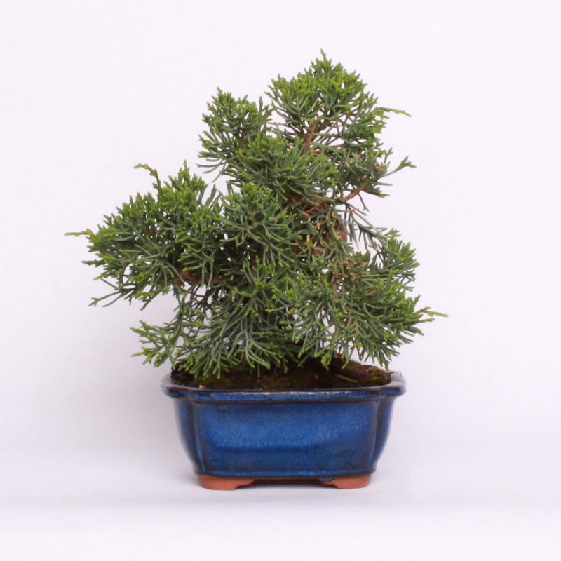 Borievka čínska  (Juniperus chinensis)