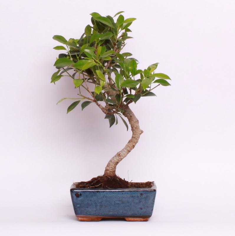 Fikus vykrojený (Ficus retusa)