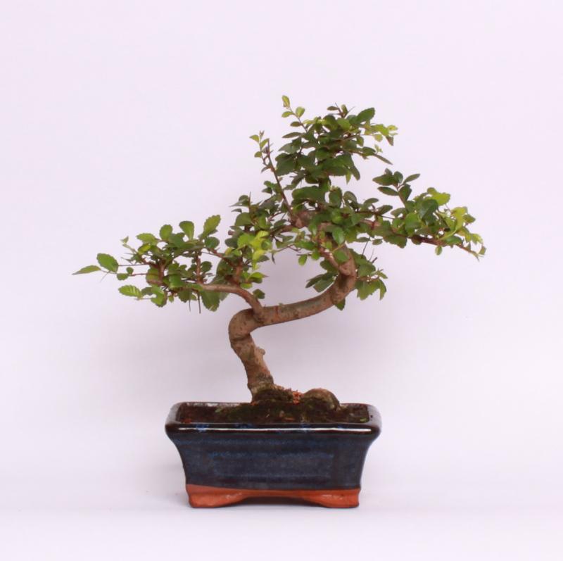 Zelkova ostrolistá (Zelkova serrata)