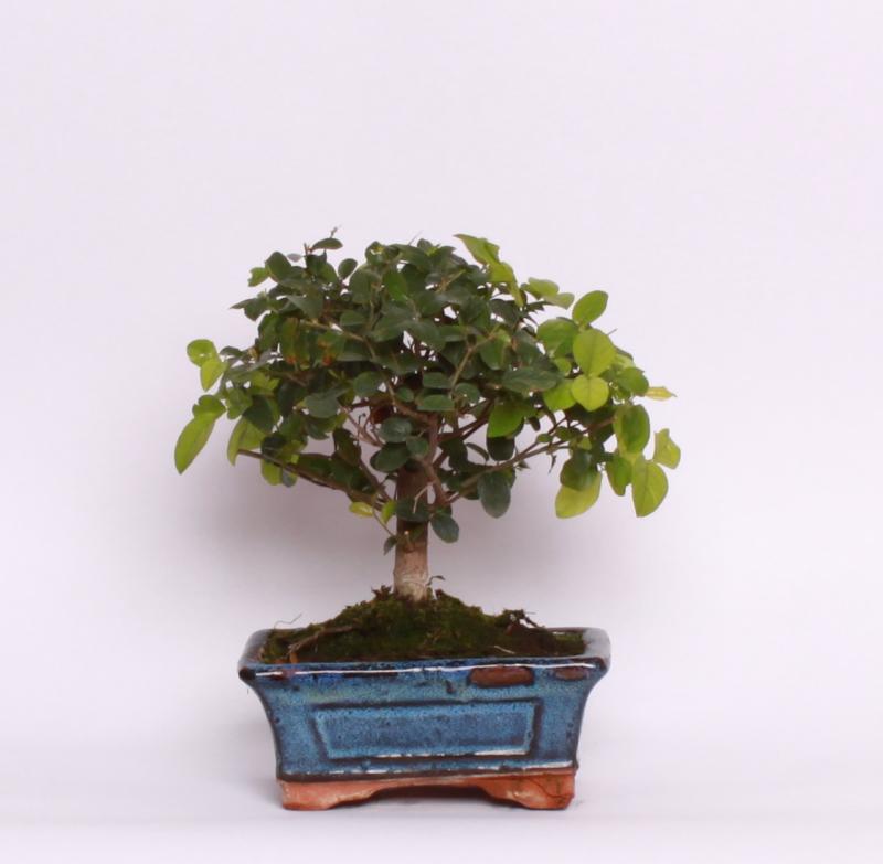 Sagerecia (Sageretia theezans)