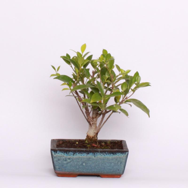 Fikus vykrojený (Ficus retusa)