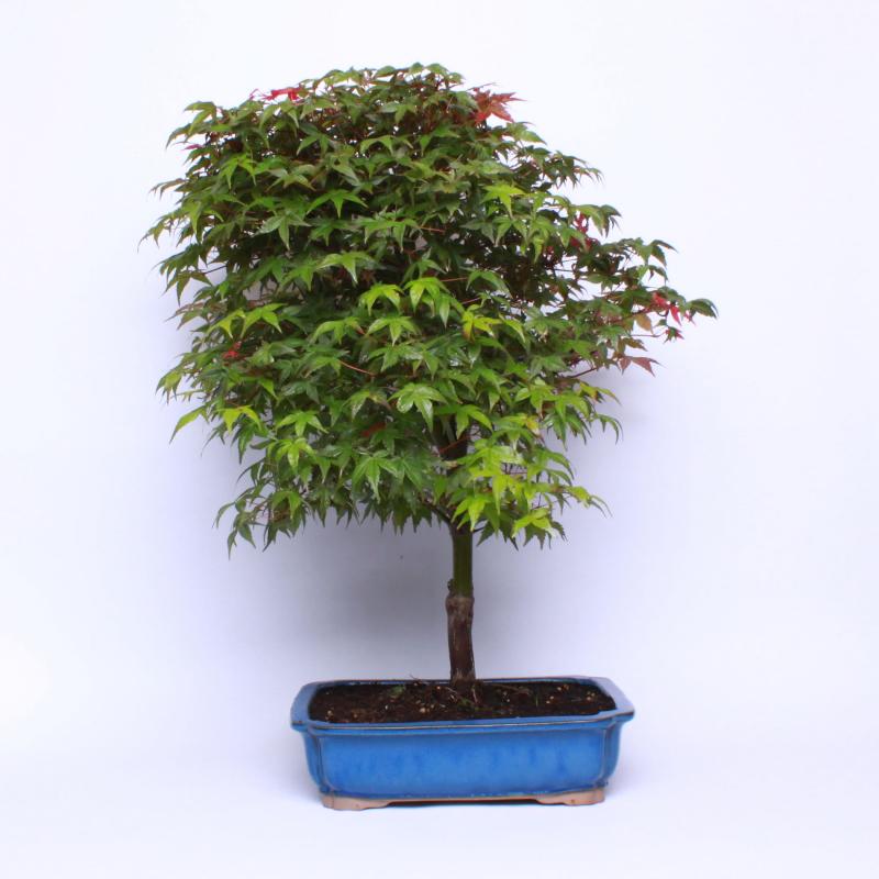 Javor dlaňolistý beni maikon (Acer palmatum beni maikon)