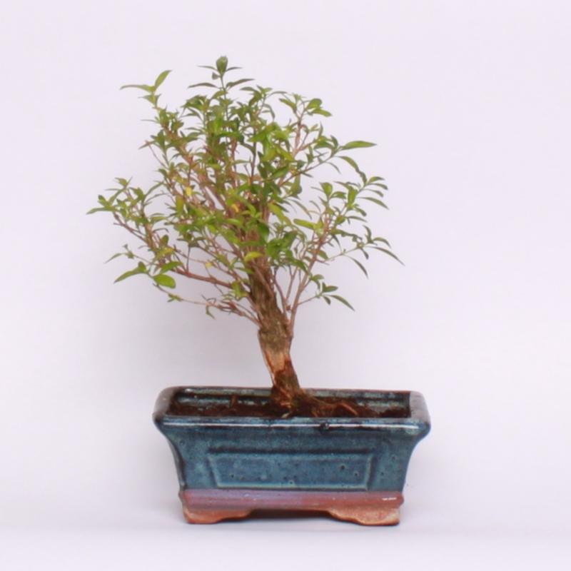 Serissa smradľavá (Serissa foetida)