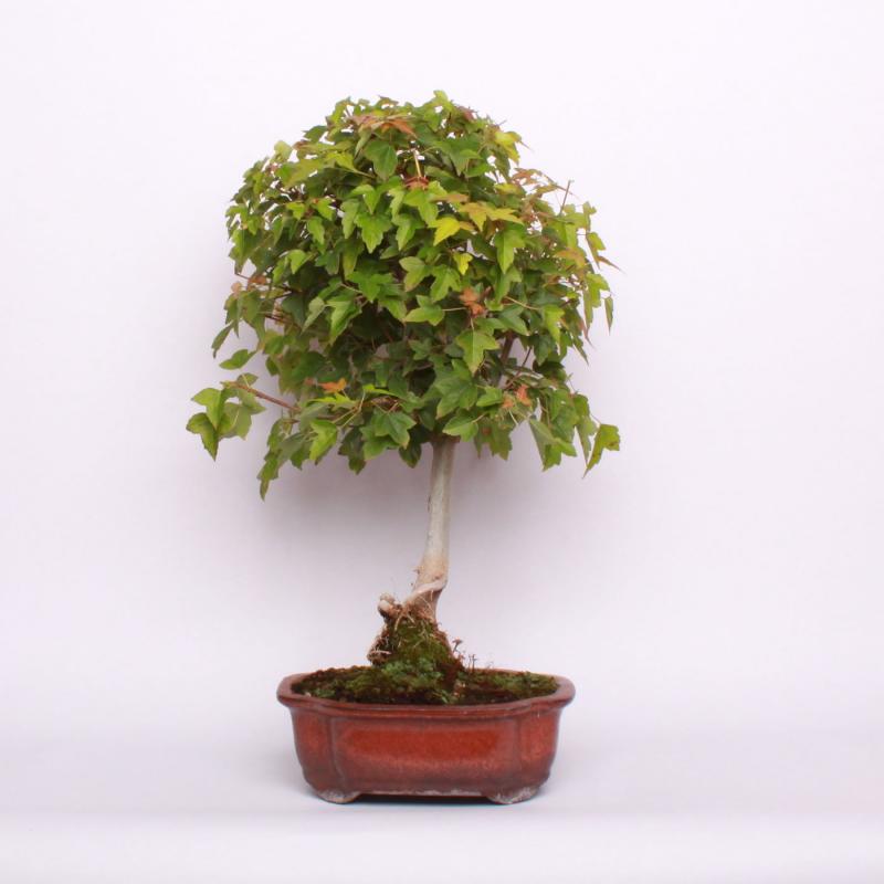 Javor buergerov (Acer buergerianum)