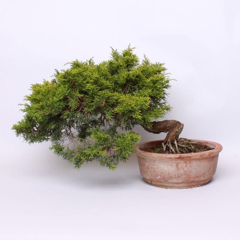 Borievka čínska  (Juniperus chinensis)