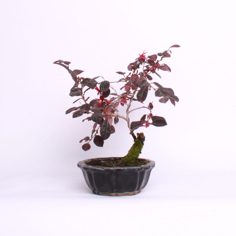 Loropetalum čínske (Loropetalum chinense)