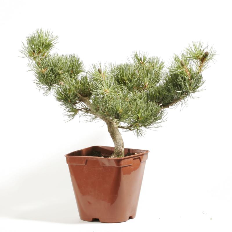 Borovica drobnokvetá (Pinus parviflora pentaphylla)