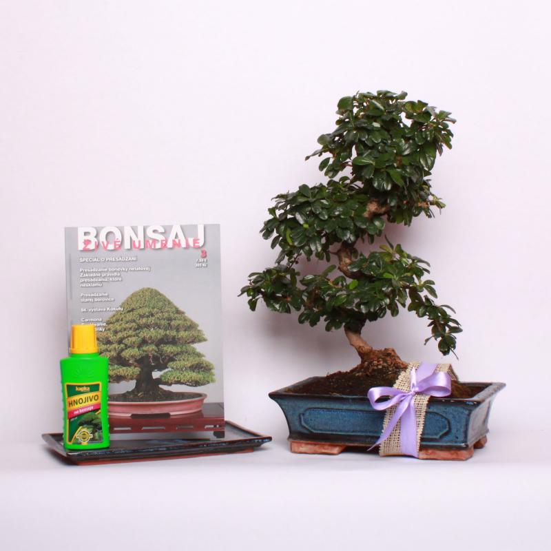 Darčekové balenie s bonsajom do 190 €