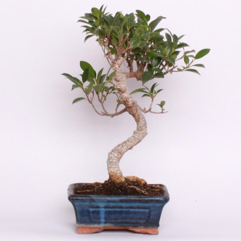 Fikus vykrojený (Ficus retusa)