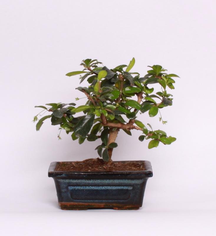 Čaj Fuki  (Carmona microphylla)
