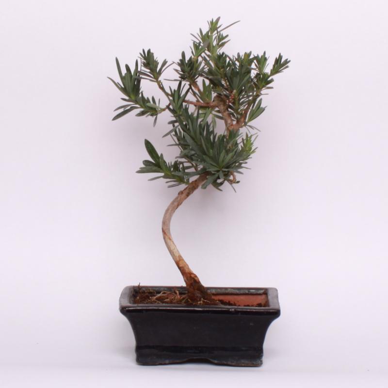 Nohovec (Podocarpus sp.)