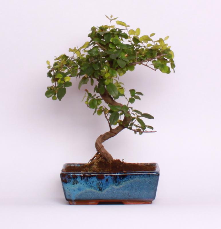 Sagerecia (Sageretia theezans)