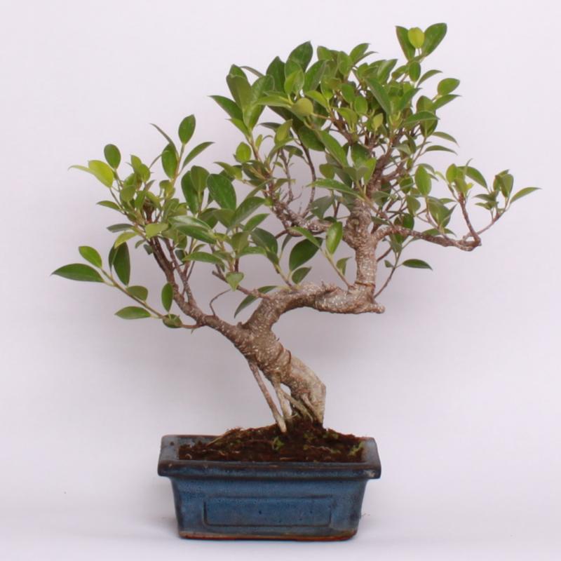 Fikus vykrojený (Ficus retusa)