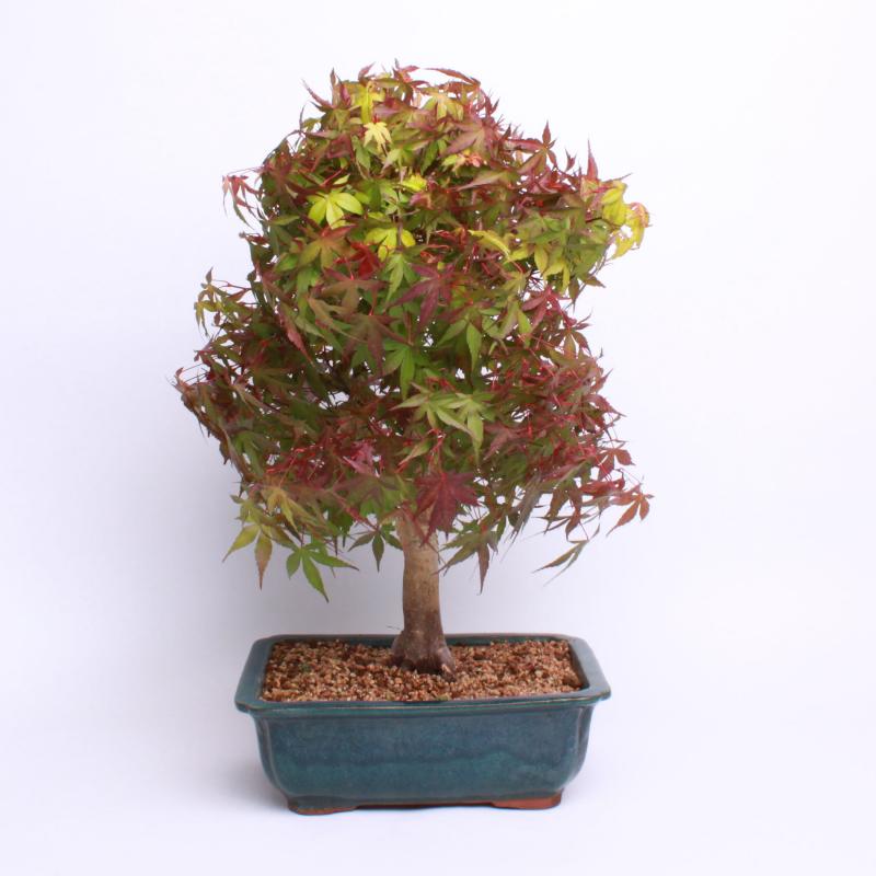 Javor dlaňolistý strihanolistý (Acer palmatum deshojo)