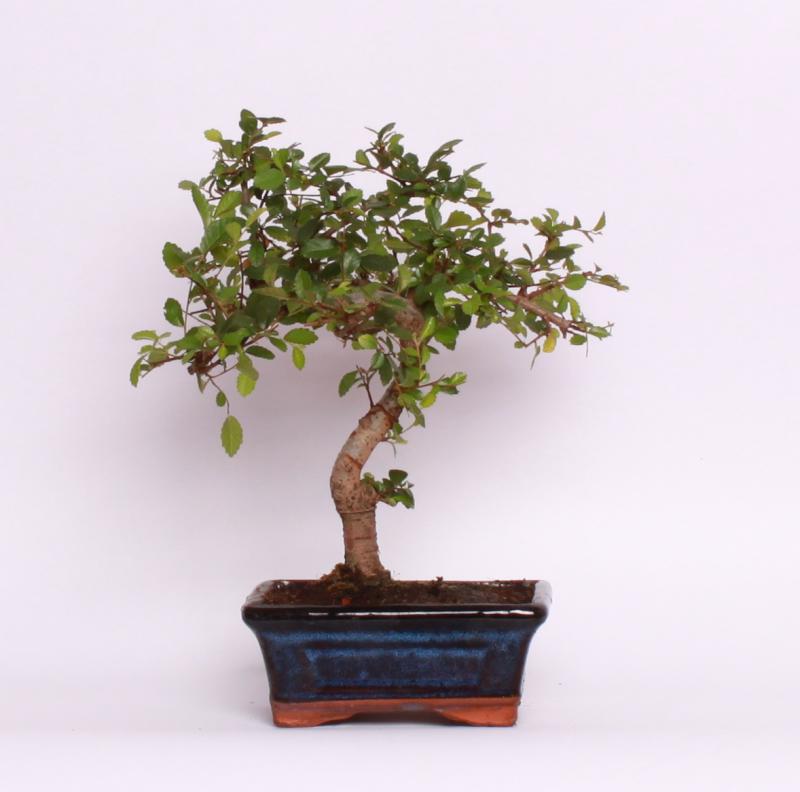 Zelkova ostrolistá (Zelkova serrata)