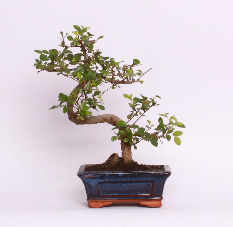 Zelkova ostrolistá (Zelkova serrata)