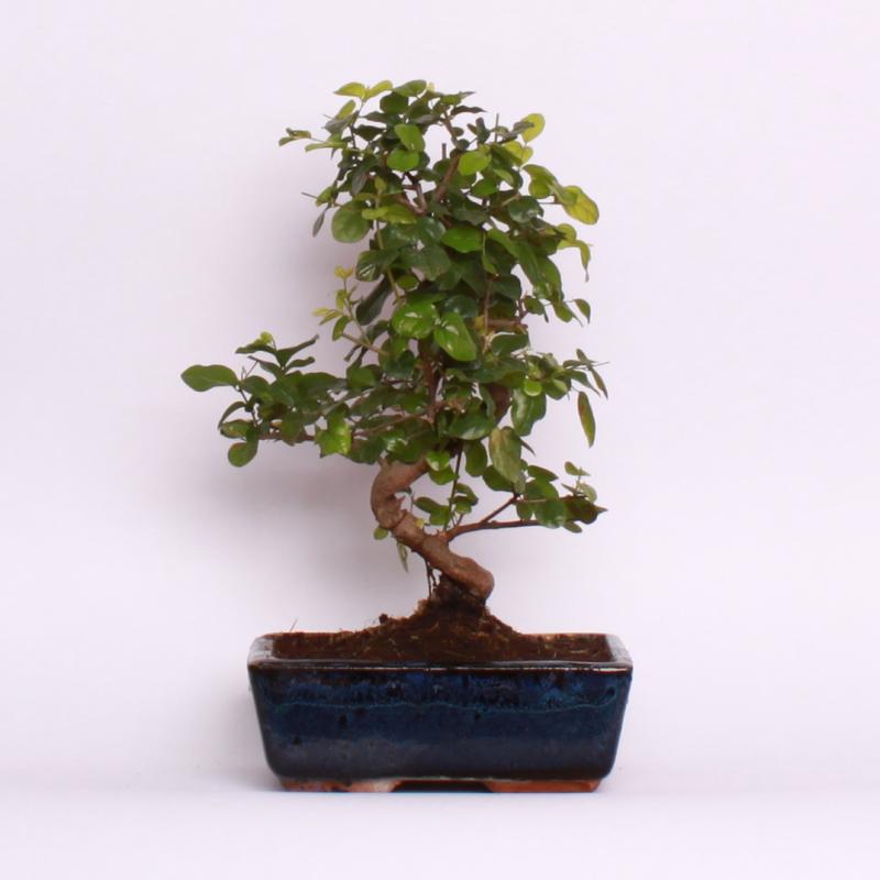Sagerecia (Sageretia theezans)