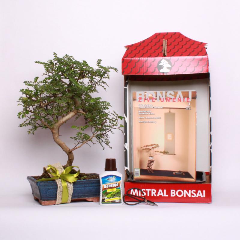 Darčekové balenie s bonsajom do 110 €
