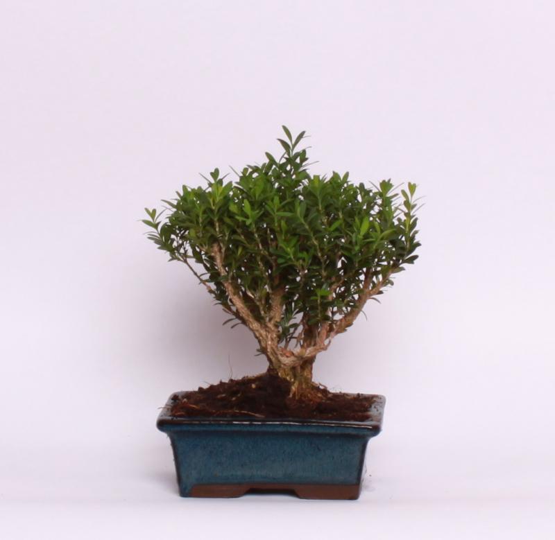 Krušpán drobnolistý (Buxus harlandii)