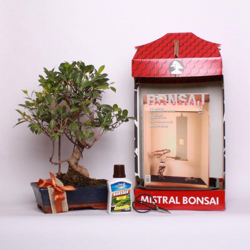 Darčekové balenie s bonsajom do 110 € Fikus vykrojený