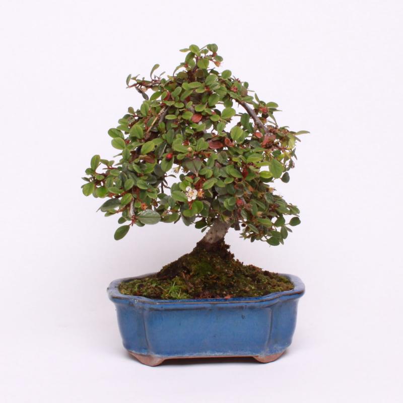Skalník nápadný (Cotoneaster conspicuus)
