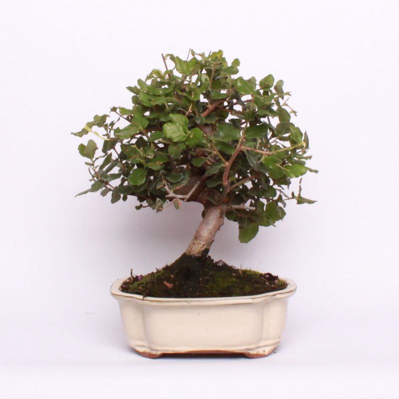 Dub korkový (Quercus suber)